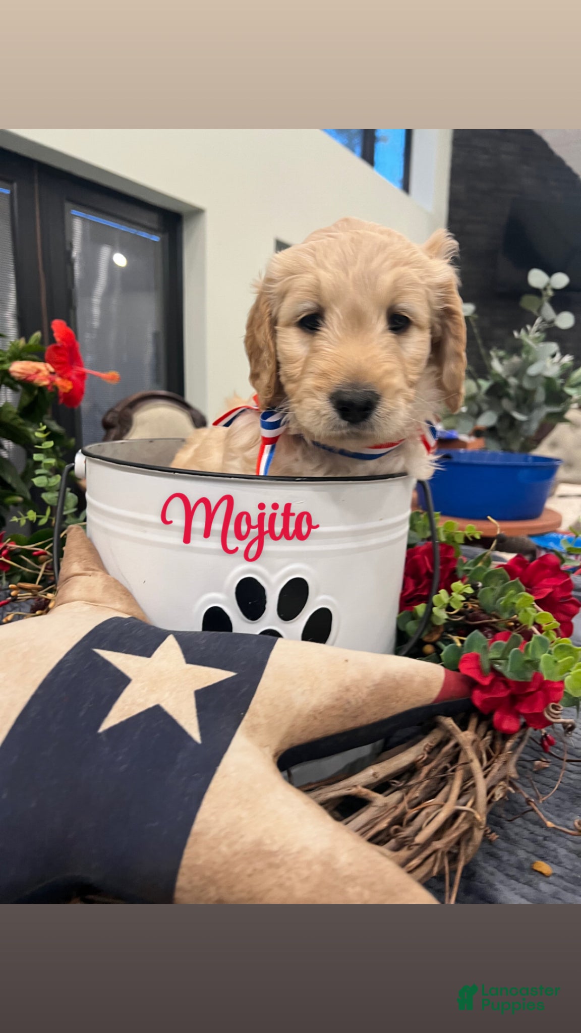 Goldendoodle dogs Mojito  - Ad 1