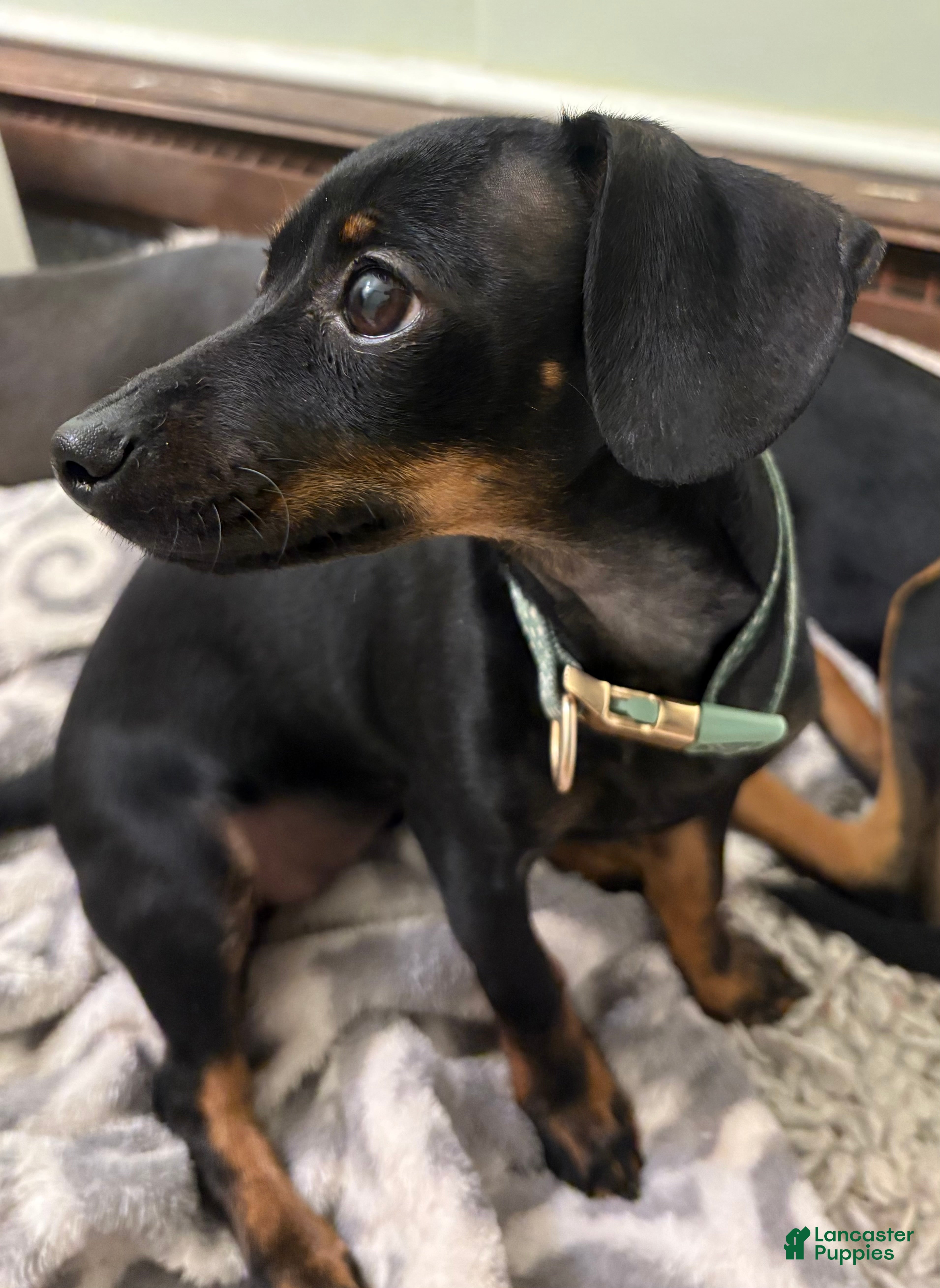 Mixed Breed dogs Pocket Pet 5 - Ad 11