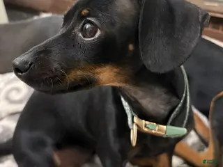 Mixed Breed dogs Pocket Pet 5 - Ad 11