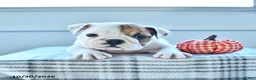 English Bulldog dogs for sale: Jordan  - Ad 1