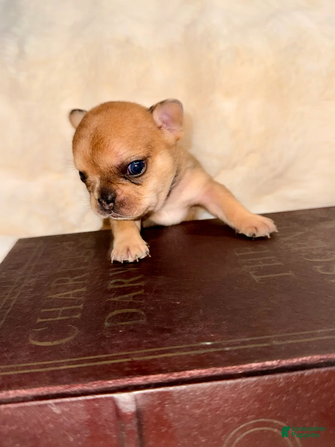 French Bulldog dogs for sale: French Bulldog Puppy 1 - Ad 4