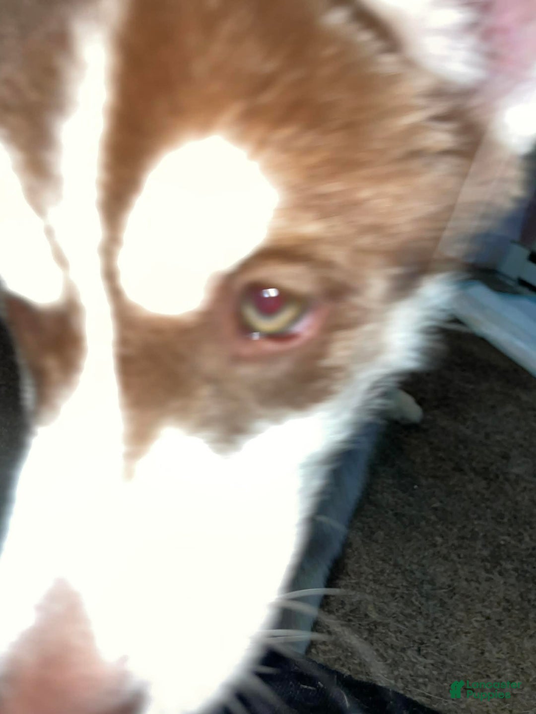 Siberian Husky dogs for sale: Gemma - Ad 3