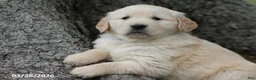 Golden Retriever dogs for sale: Oreo - Ad 2