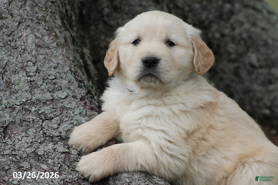 Golden Retriever dogs for sale: Oreo - Ad 2
