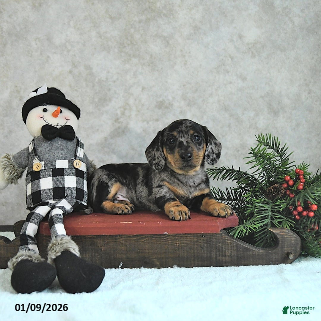 Miniature Dachshund dogs for sale: Lincoln - Ad 4