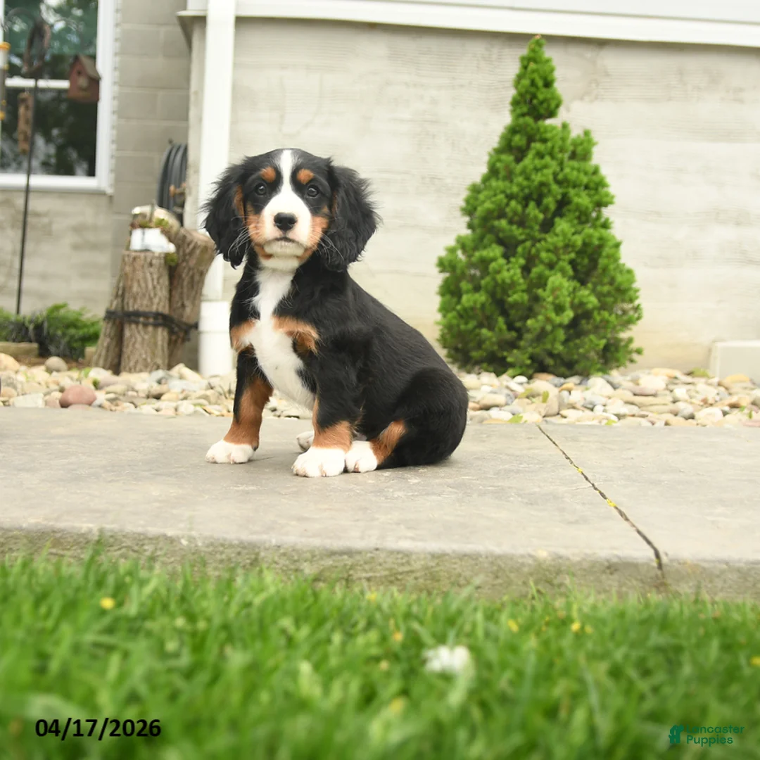 Miniature Bernese Mountain Dog dogs for sale: Hoover - Ad 1