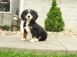 Miniature Bernese Mountain Dog dogs for sale: Hoover - Ad 2