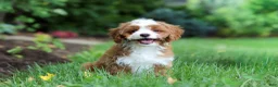 Cavapoo dogs for sale: Precious - Ad 3