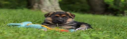 German Shepherd dogs for sale: German Shepherd 2 - Ad 1