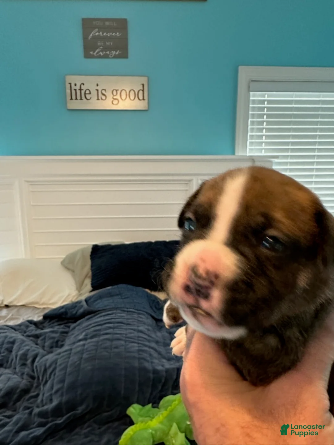 Boxer dogs for sale: Rio - Ad 2