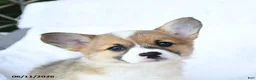 Welsh Corgi Pembroke dogs for sale: Koko - Ad 3