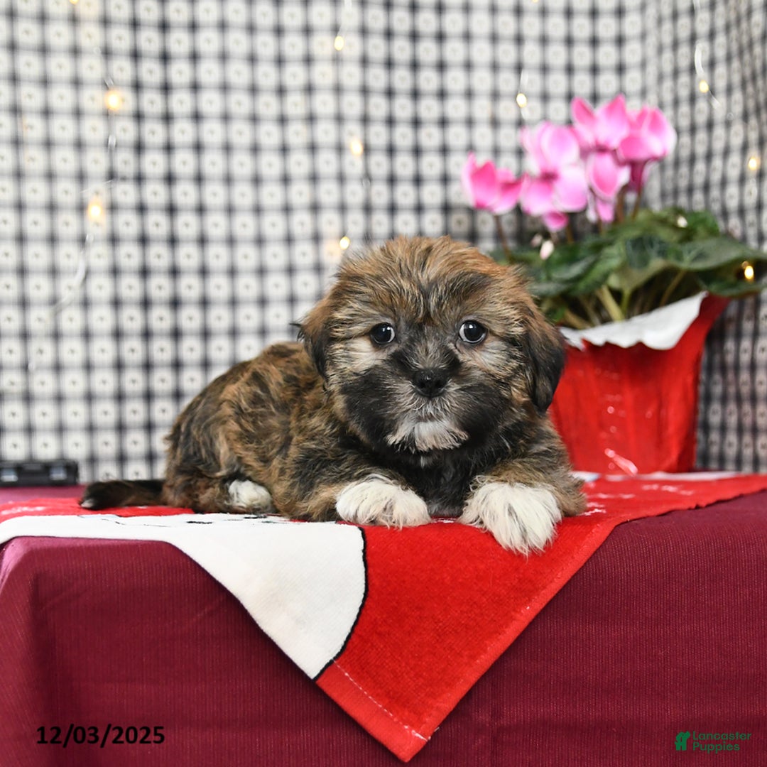 Mixed Breed dogs for sale: Keith - Ad 4