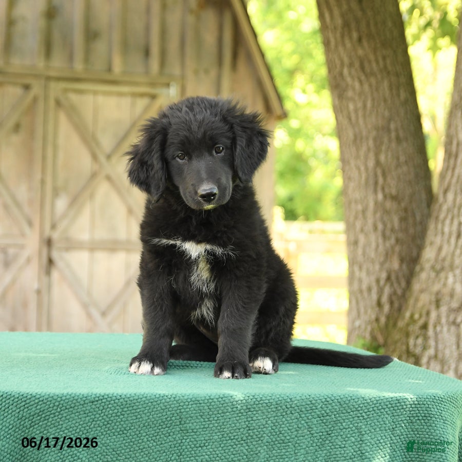 Mixed Breed dogs Sophia - Ad 2