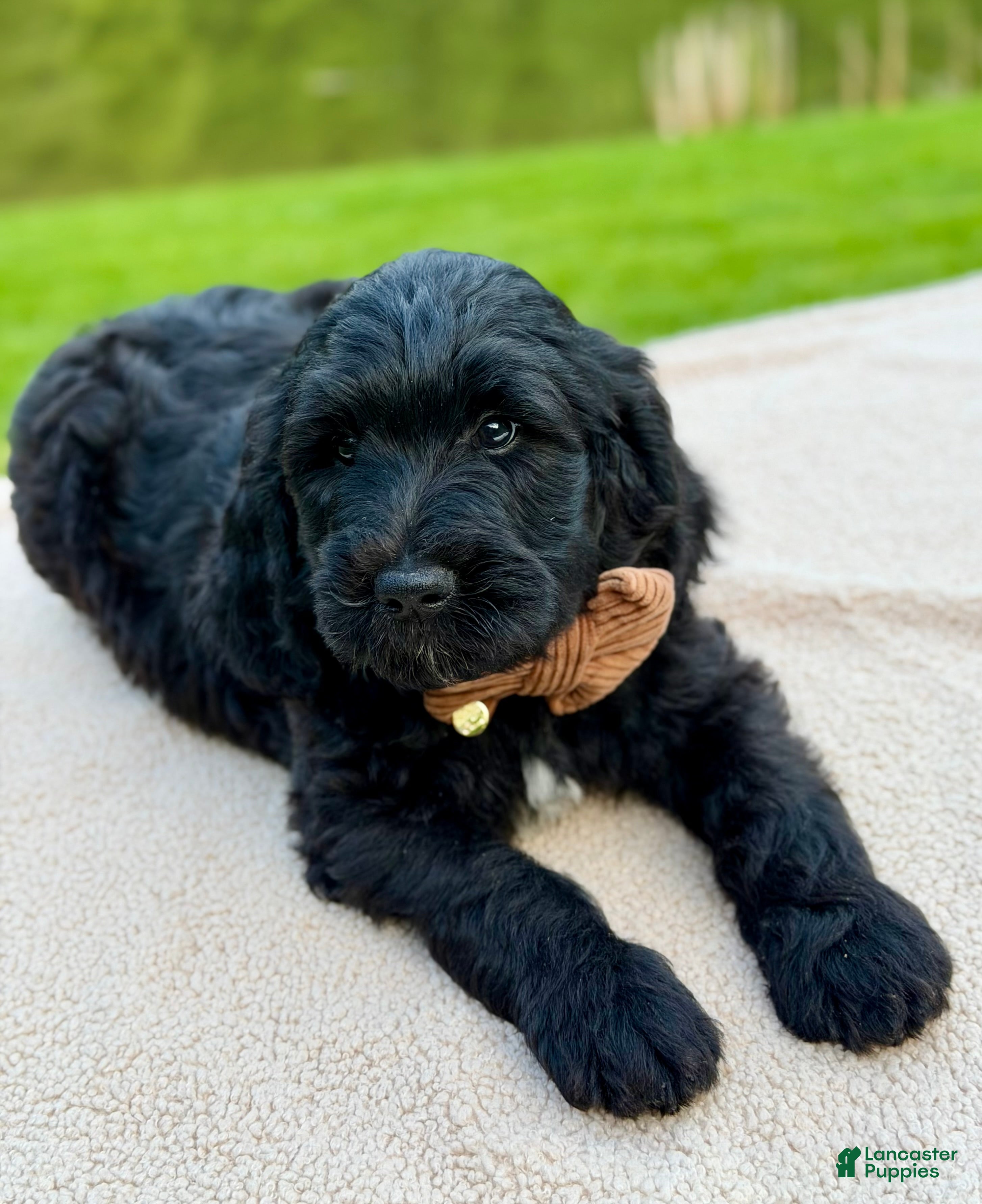 Goldendoodle dogs Bear - Ad 1