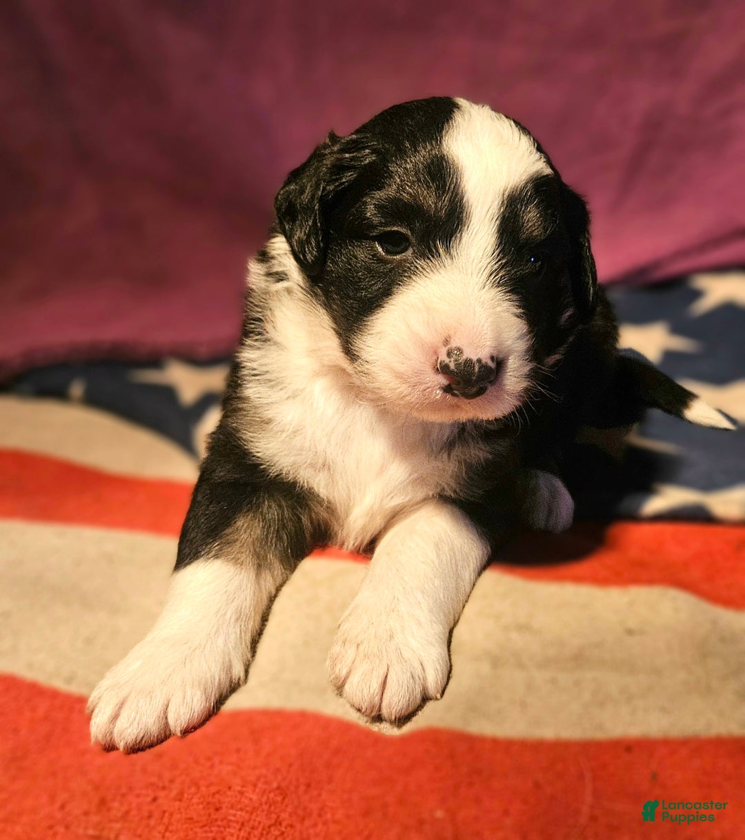 Border Collie dogs for sale: Elfrank - Ad 4