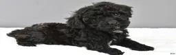 Cockapoo dogs for sale: Maddie - Ad 6