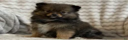 Pomeranian dogs for sale: Raven - Ad 4
