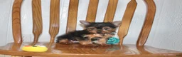 Yorkshire Terrier dogs for sale: Champ - Ad 9