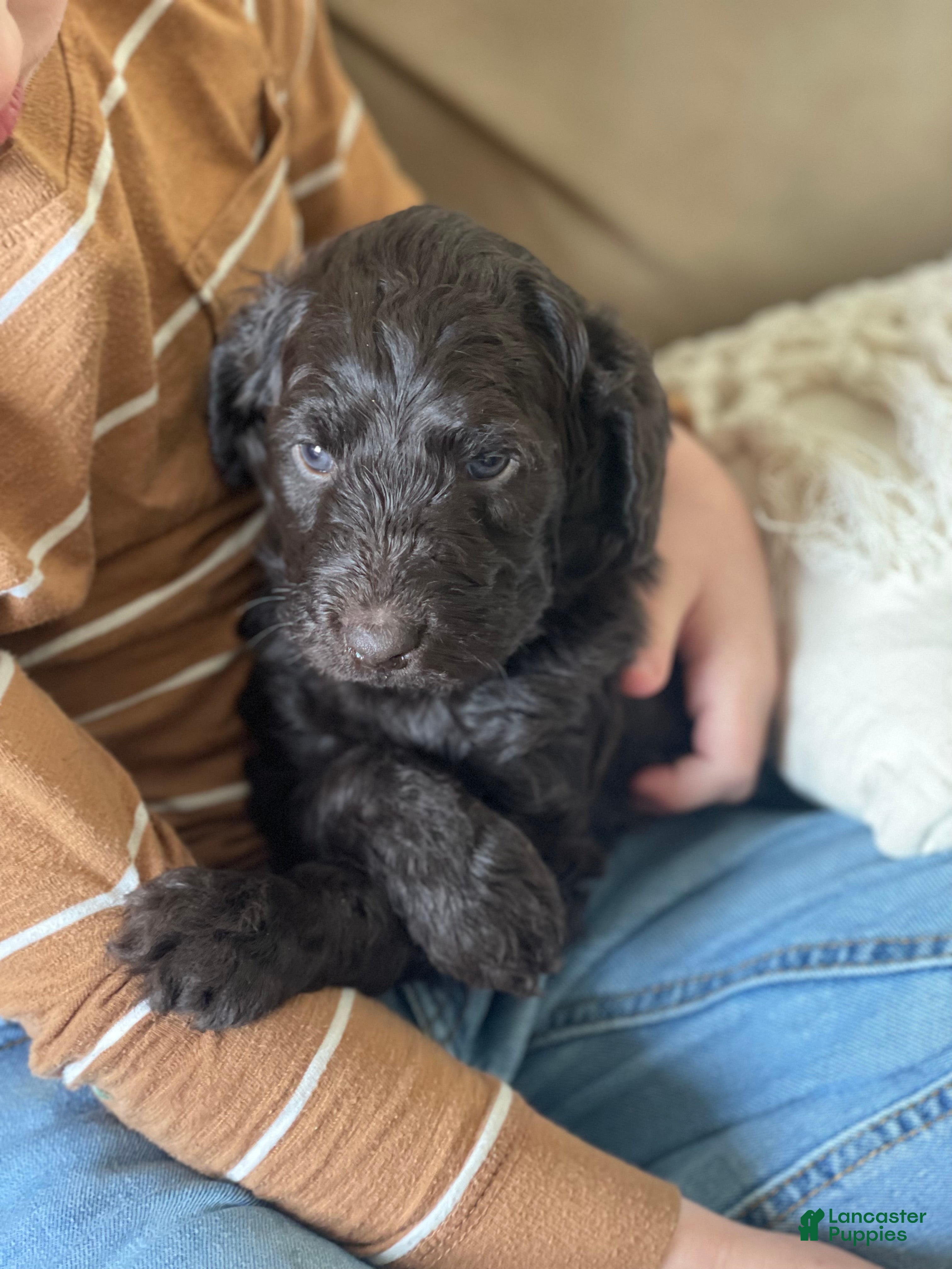 Goldendoodle dogs Mr red - Ad 5