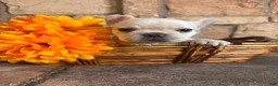 French Bulldog dogs for sale: French Bulldog 1 - Ad 4