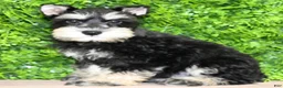 Miniature Schnauzer dogs for sale: Miniature Schnauzer 1 - Ad 1