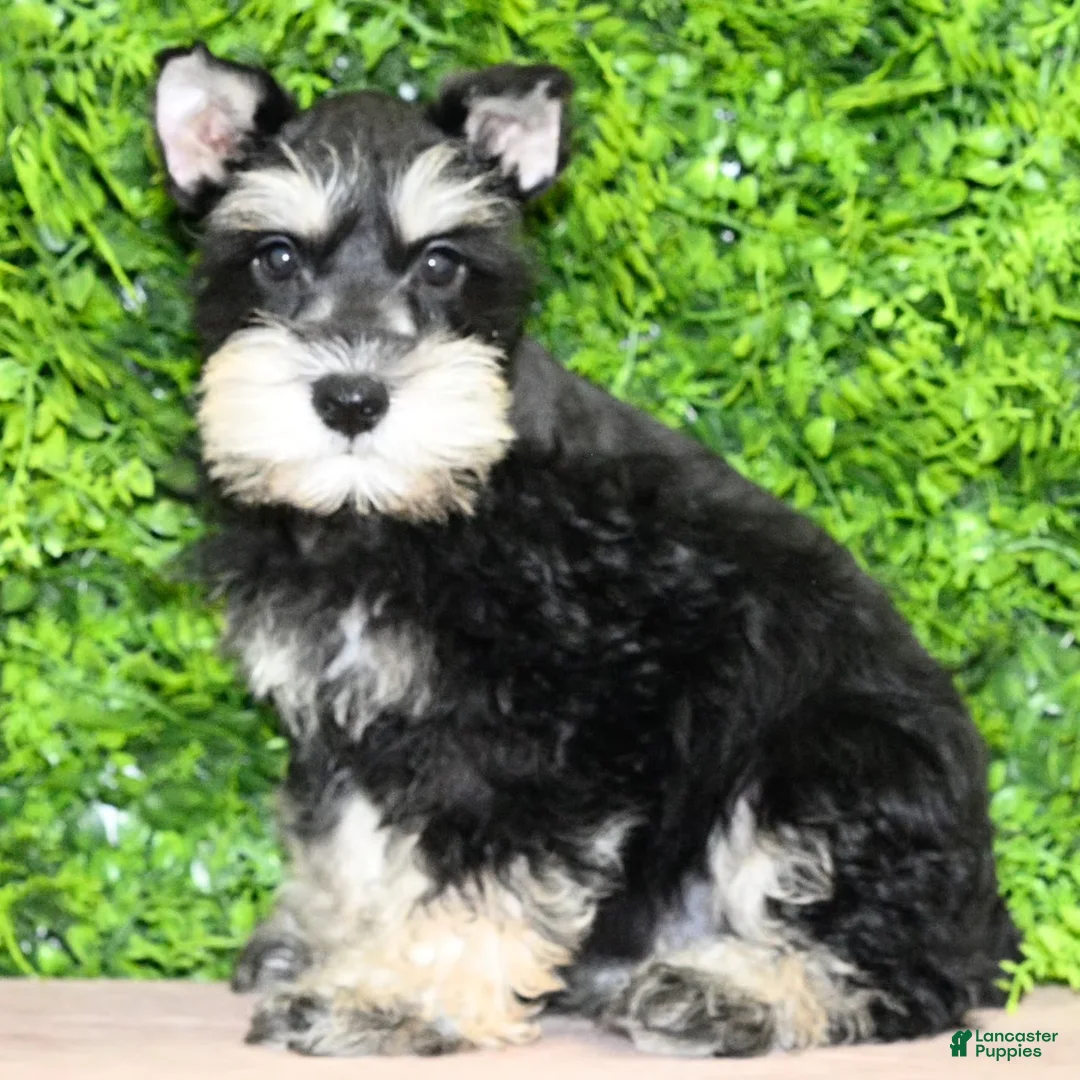 Miniature Schnauzer dogs for sale: Miniature Schnauzer 1 - Ad 1