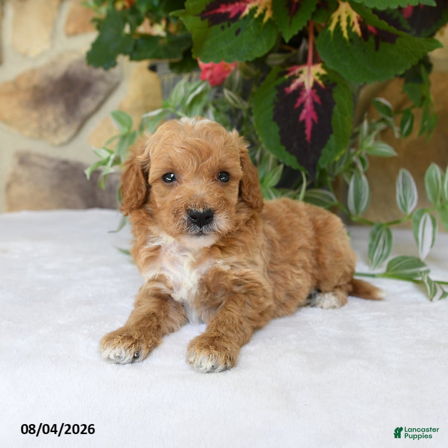 Mini Goldendoodle dogs for sale: Ranger - Ad 1