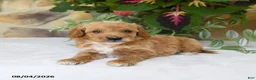 Mini Goldendoodle dogs for sale: Ranger - Ad 1