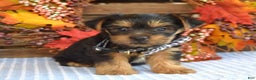 Yorkshire Terrier dogs for sale: Donner - Ad 2
