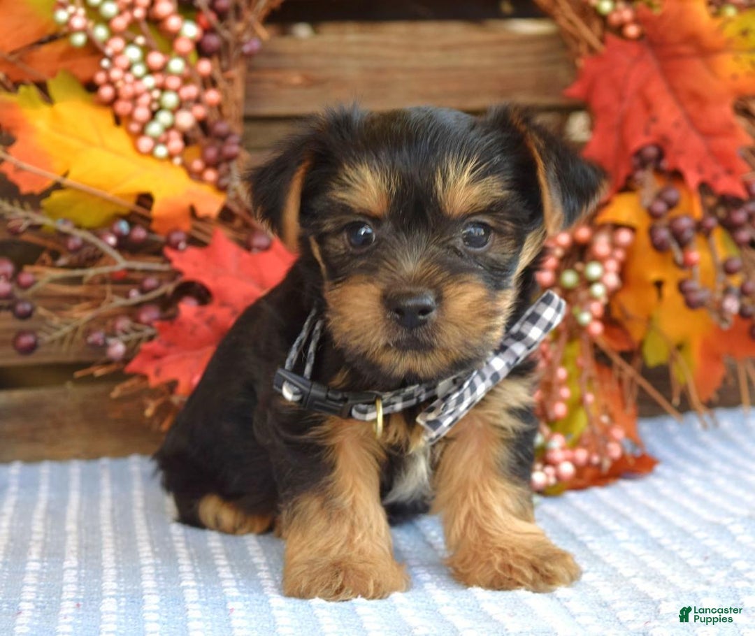 Yorkshire Terrier dogs for sale: Donner - Ad 2