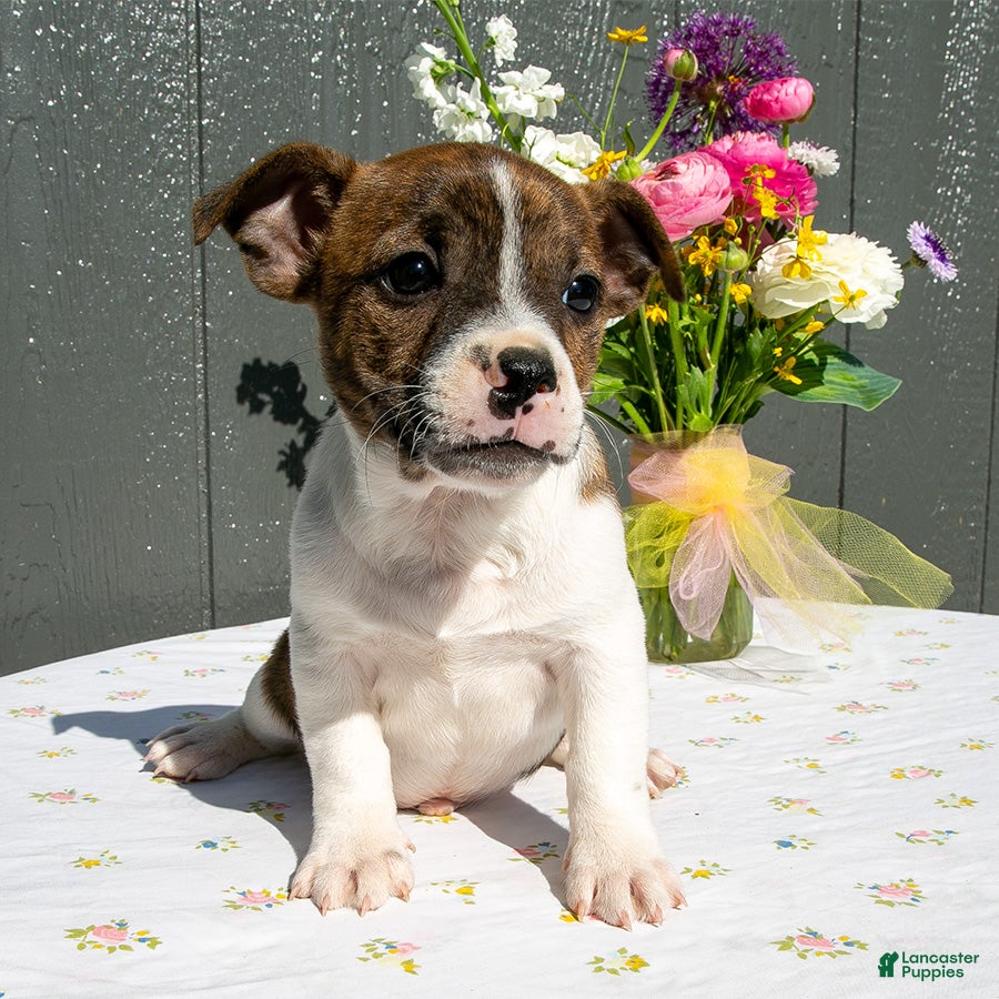 Mixed Breed dogs Brownie - Ad 1