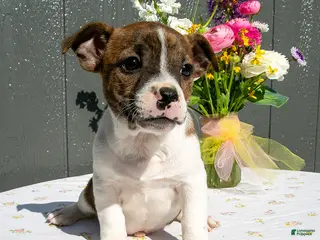 Mixed Breed dogs for sale: Brownie - Ad 2