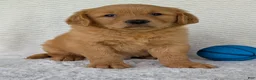 Golden Retriever dogs for sale: Hunter  - Ad 1