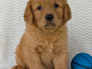 Golden Retriever dogs Hunter - Ad 4