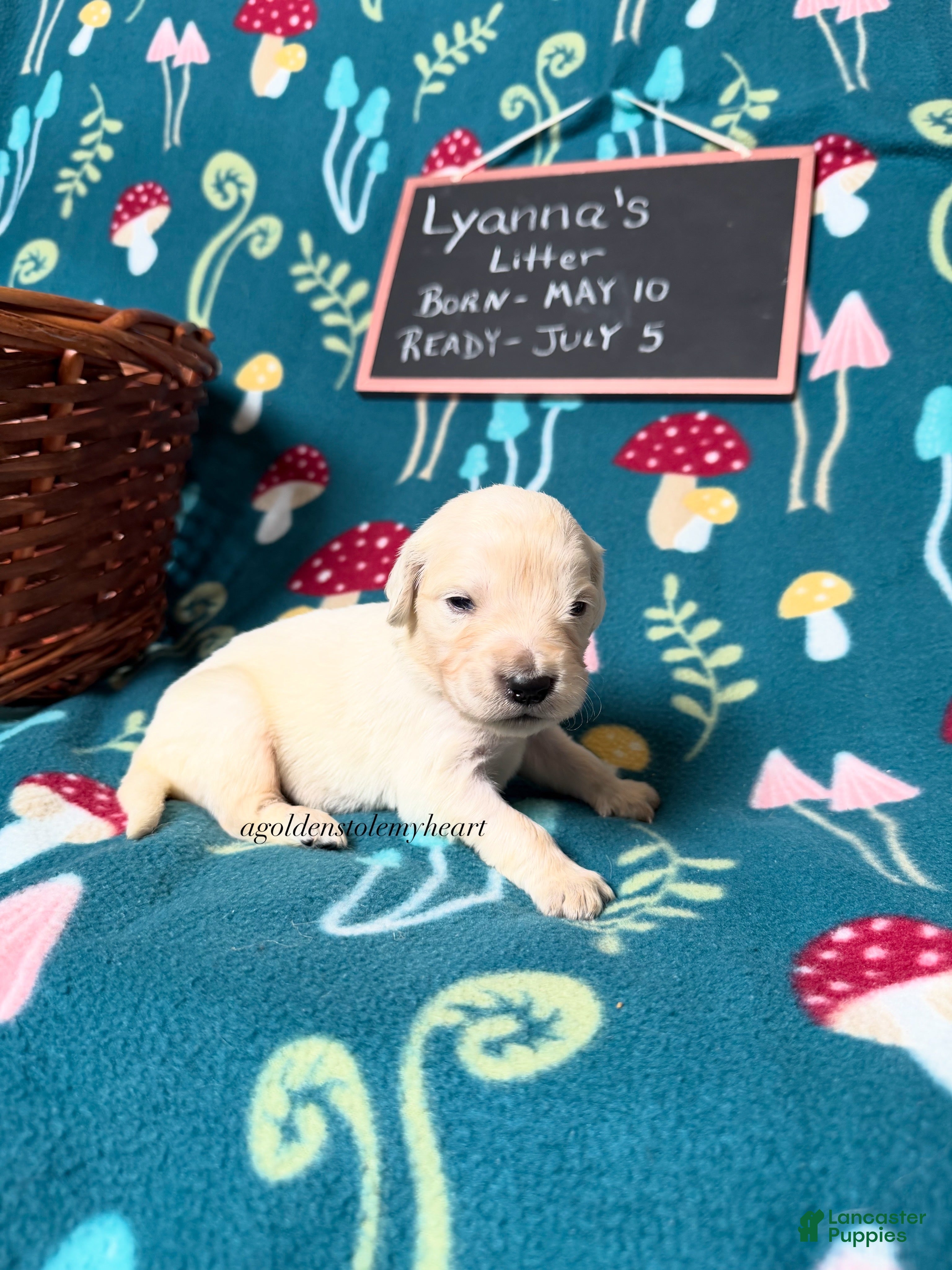 Golden Retriever dogs Misty - Ad 2