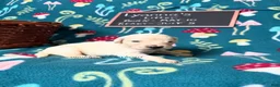 Golden Retriever dogs for sale: Misty - Ad 39
