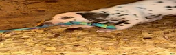 Dalmatian dogs for sale: Male 4 - Ad 5