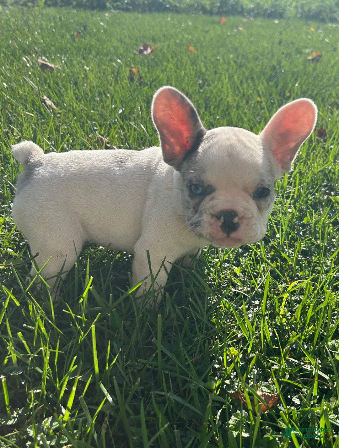 French Bulldog dogs for sale: Smokey - Ad 11