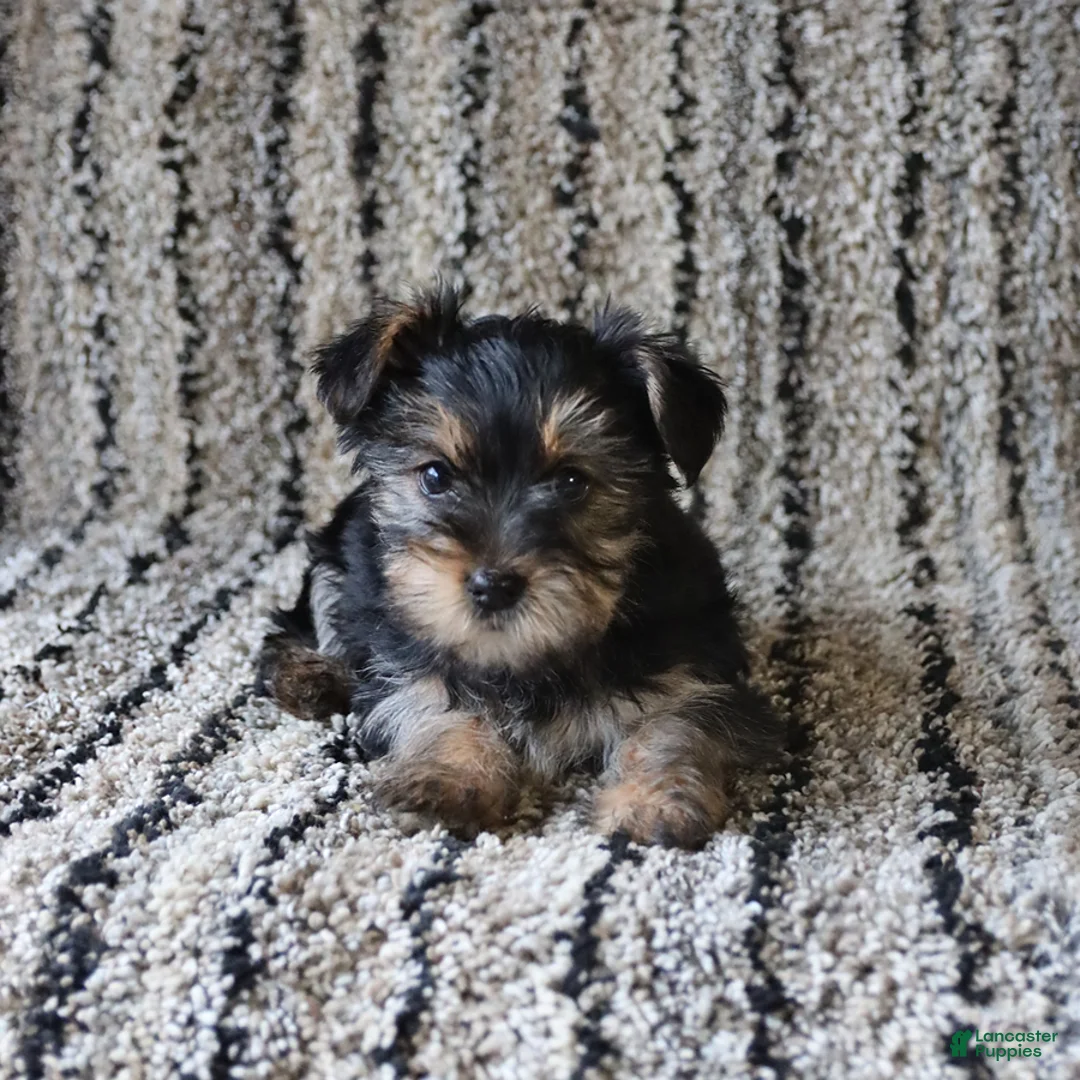 Yorkshire Terrier dogs for sale: Saige - Ad 3