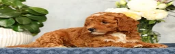 Mini Goldendoodle dogs for sale: Quinn - Ad 6