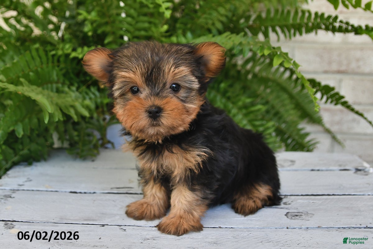 Yorkshire Terrier dogs for sale: Button - Ad 5
