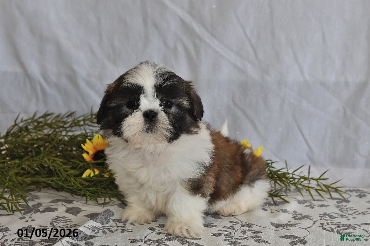 Shih Tzu dogs Robin - Ad 42