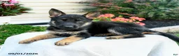 German Shepherd dogs for sale: Frida  - Ad 3