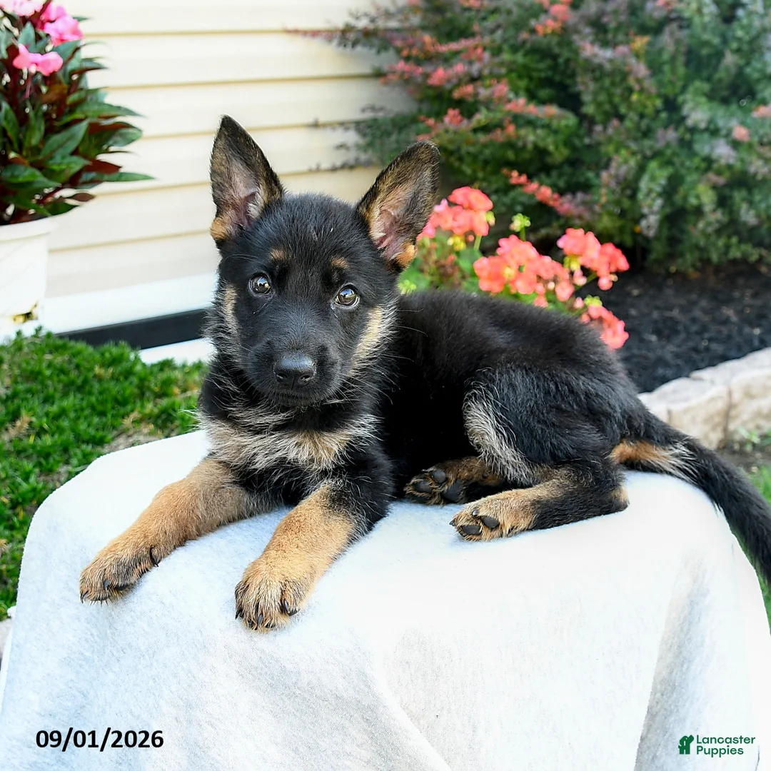German Shepherd dogs for sale: Frida  - Ad 3