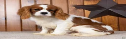 Cavalier King Charles Spaniel dogs for sale: Bruno - Ad 2
