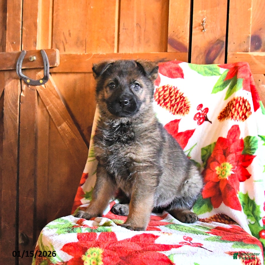 German Shepherd dogs Penny - Ad 11