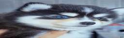 Pomsky dogs for sale: Roslyn - Ad 2