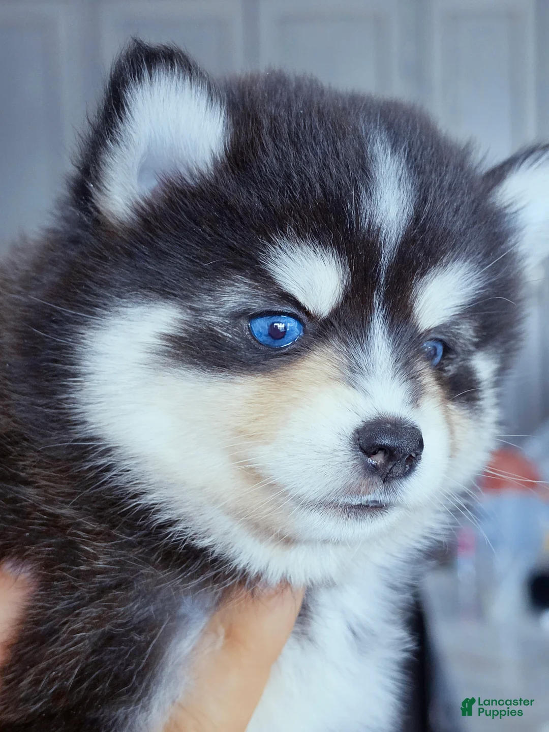 Pomsky dogs for sale: Roslyn - Ad 2
