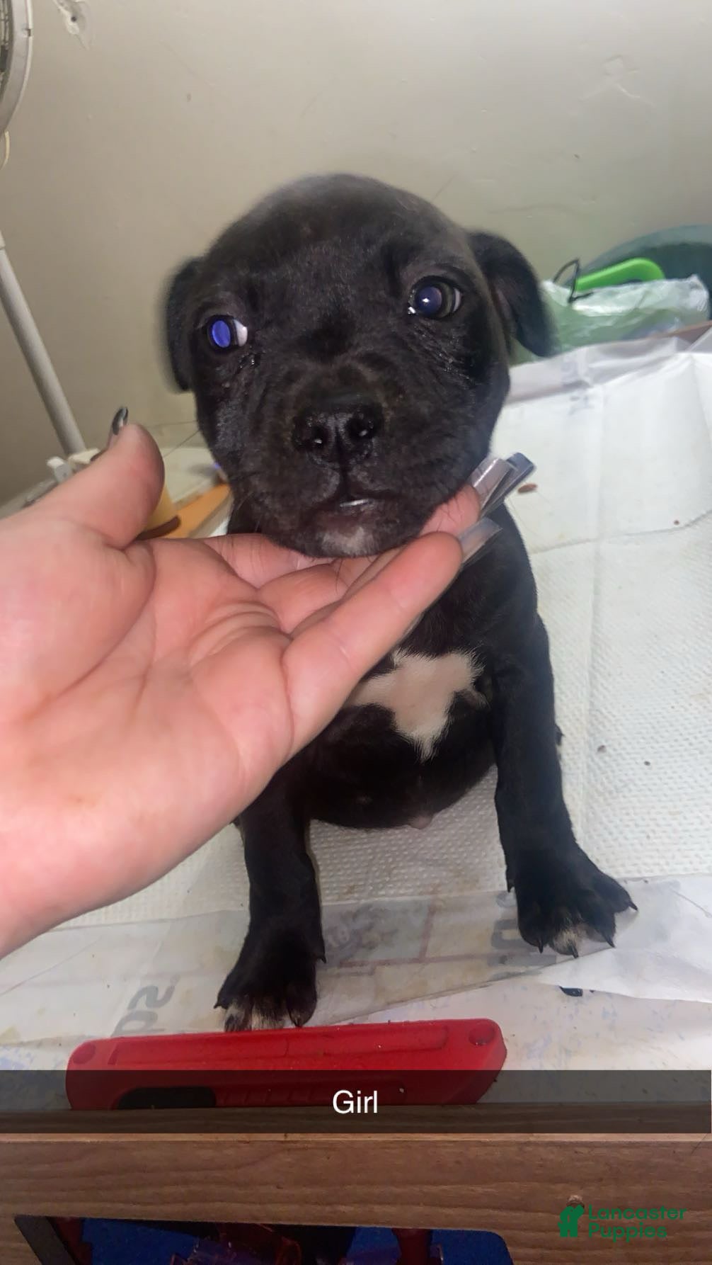 Mixed Breed dogs Mixed Breed Puppy 5 - Ad 8