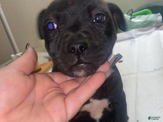 Mixed Breed dogs Mixed Breed Puppy 5 - Ad 8